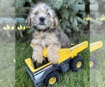 Small #2 Shorkie Tzu