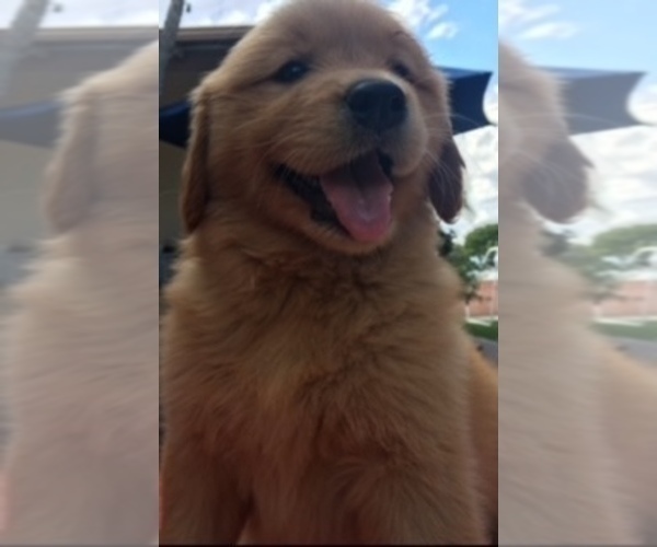 Medium Photo #1 Golden Retriever Puppy For Sale in SANTA ANA, CA, USA