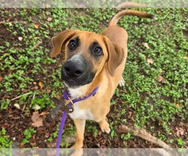 Medium Photo #2 German Shepherd Dog-Unknown Mix Puppy For Sale in Ocala, FL, USA