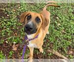 Small #1 German Shepherd Dog Mix
