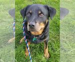 Small #16 Rottweiler