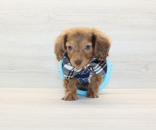 Medium Photo #2 Dachshund Puppy For Sale in LAS VEGAS, NV, USA