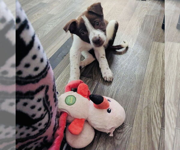 Medium Photo #2 Huskies -Labrador Retriever Mix Puppy For Sale in Princeton, MN, USA