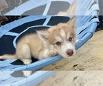 Small Photo #2 Siberian Husky Puppy For Sale in CELEBRATION, FL, USA