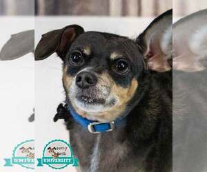 Chihuahua-Unknown Mix Dogs for adoption in Kennesaw, GA, USA
