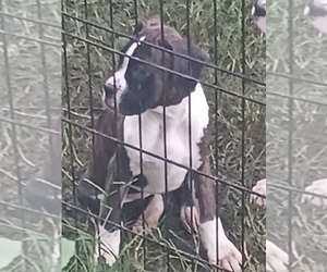 Boxer Puppy for sale in SHELBYVILLE, TN, USA