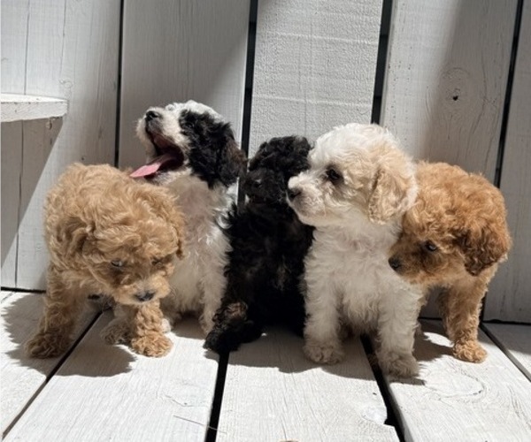 Medium Photo #4 Poodle (Miniature) Puppy For Sale in CURTISS, WI, USA