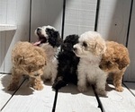 Small Photo #4 Poodle (Miniature) Puppy For Sale in CURTISS, WI, USA
