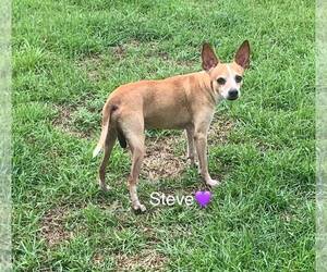 Steve [bonded to Lewis] - Male Chihuahua-Unknown Mix Dog for Adoption - Photo #2