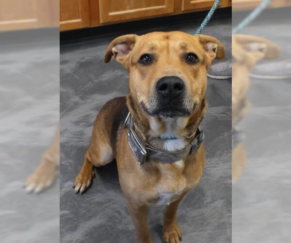 Medium Photo #1 American Pit Bull Terrier-Unknown Mix Puppy For Sale in Thief River Falls, MN, USA