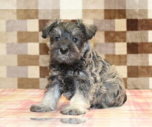 Schnauzer (Miniature) Puppy for sale in DENVER, PA, USA