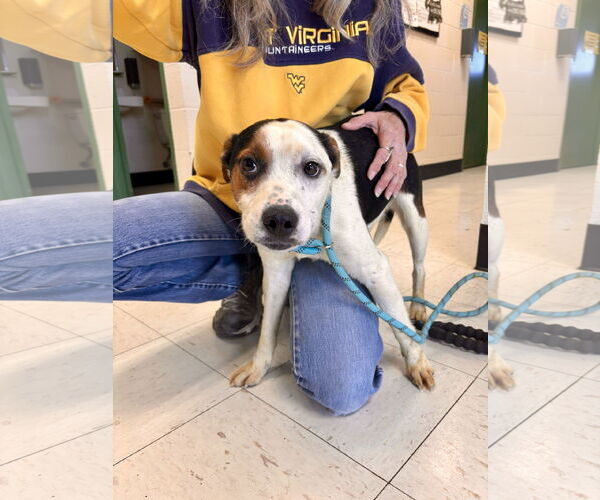 Medium Photo #1 Mutt Puppy For Sale in Lewisburg, WV, USA