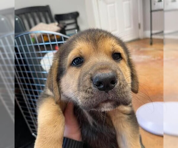 Medium Photo #1 German Shepherd Dog Puppy For Sale in Bolivar, MO, USA