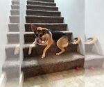 Small #3 German Shepherd Dog Mix