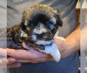 Havanese Puppy for Sale in VERNONIA, Oregon USA