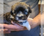 Small Havanese