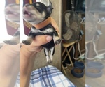 Small Photo #9 Schnauzer (Miniature) Puppy For Sale in CLOUD LAKE, FL, USA