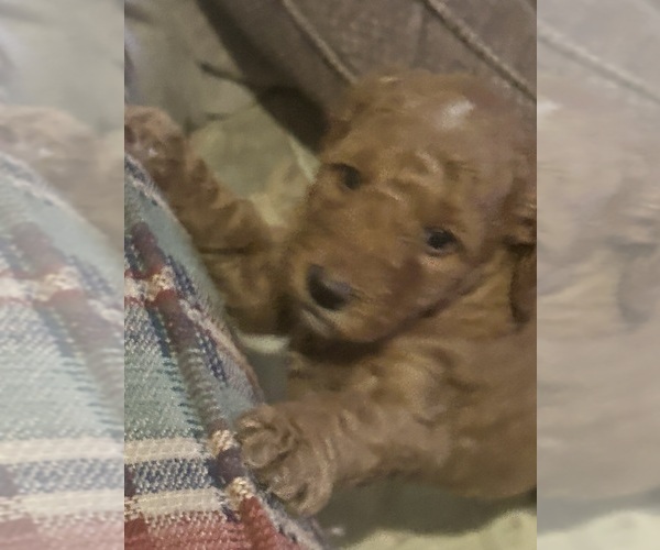 Medium Photo #6 Goldendoodle (Miniature) Puppy For Sale in PLATTE CITY, MO, USA