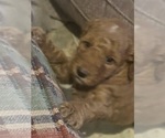 Small #5 Goldendoodle (Miniature)