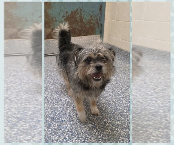 Medium Photo #1 Border Terrier-Unknown Mix Puppy For Sale in Brewster, NY, USA