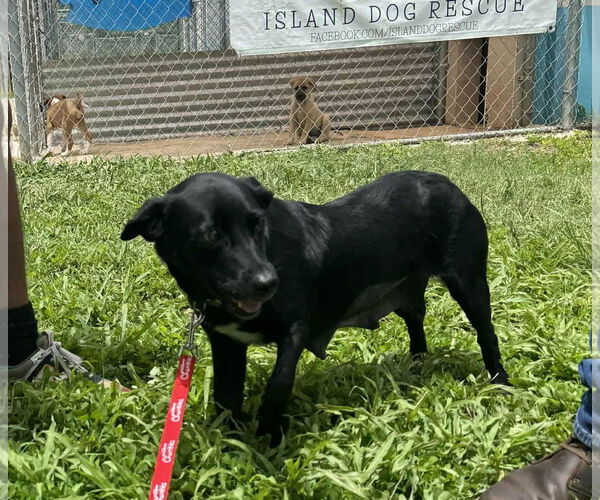 Medium Photo #5 Labrador Retriever-Unknown Mix Puppy For Sale in Virginia Beach, VA, USA