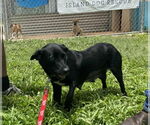 Small #4 Labrador Retriever Mix