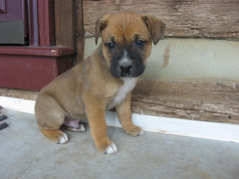 Medium Photo #1 Boxer-Unknown Mix Puppy For Sale in MYERSTOWN, PA, USA