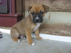 Small Photo #1 Boxer-Unknown Mix Puppy For Sale in MYERSTOWN, PA, USA