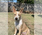 Small #14 American Pit Bull Terrier-Chihuahua Mix