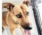 Small German Shepherd Dog Mix