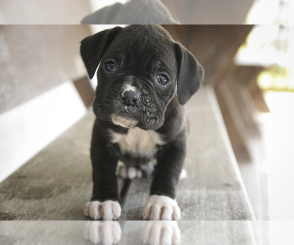 Medium Photo #4 Boxer Puppy For Sale in SHIPSHEWANA, IN, USA