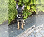 Small #2 German Shepherd Dog Mix