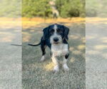 Small #2 Dachshund Mix