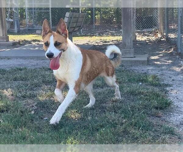 Medium Photo #2 Collie-German Shepherd Dog Mix Puppy For Sale in Conroe, TX, USA