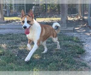 REBA - Female Collie-German Shepherd Dog Mix Dog for Adoption - Photo #2