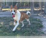 Small #1 Collie-German Shepherd Dog Mix