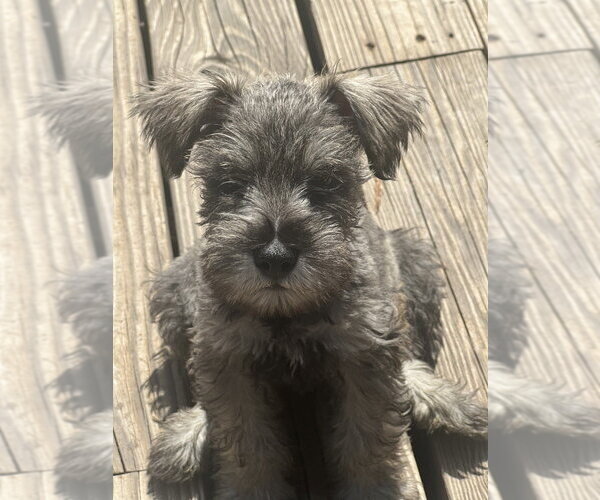 Medium Photo #3 Mutt Puppy For Sale in Dana Point, CA, USA