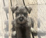Small #2 Mutt