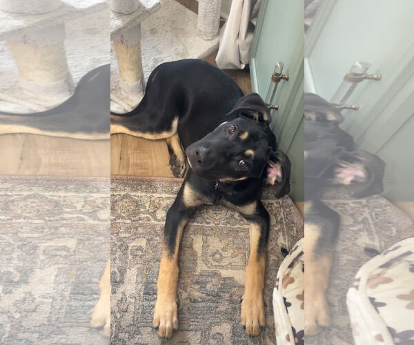 Medium Photo #5 Shepweiller Puppy For Sale in Princeton, MN, USA