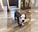 Small #4 Boston Terrier