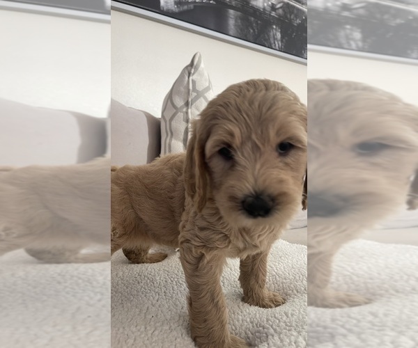 Medium Photo #11 Goldendoodle Puppy For Sale in SAN DIEGO, CA, USA