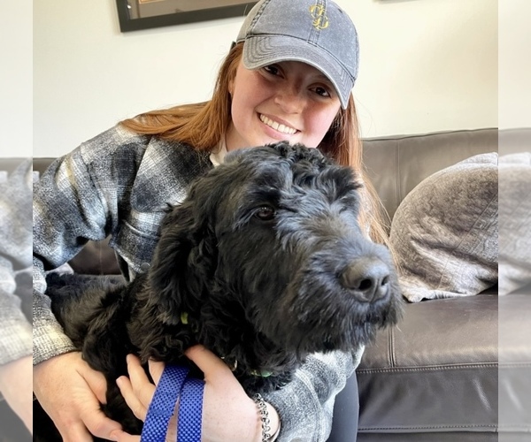 Medium Photo #6 Black Russian Terrier Puppy For Sale in S CHARLESTON, WV, USA