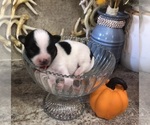 Small #4 Chihuahua