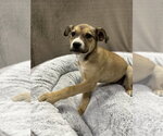 Small #7 German Shepherd Dog Mix