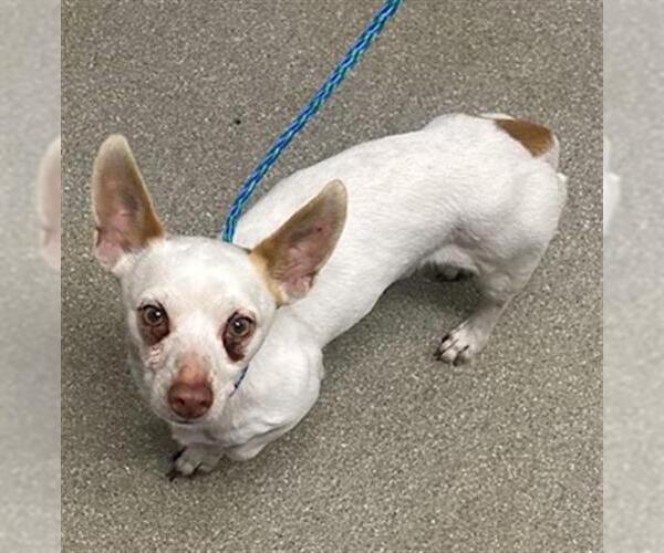 Medium Photo #1 Chihuahua-Unknown Mix Puppy For Sale in Las Vegas, NV, USA