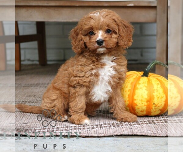 Medium Photo #5 Cavapoo (Miniature) Puppy For Sale in PARADISE, PA, USA