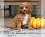 Atlas - Male Cavapoo (Miniature) Puppy for Sale - Photo #5