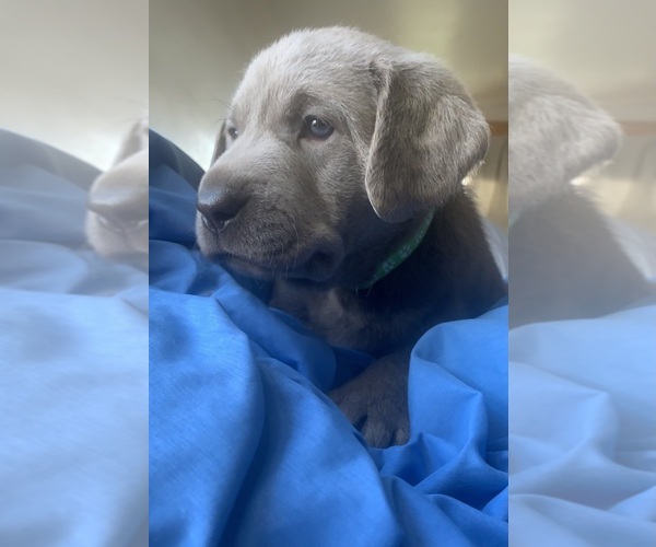 Medium Photo #1 Labrador Retriever Puppy For Sale in DEXTER, NY, USA