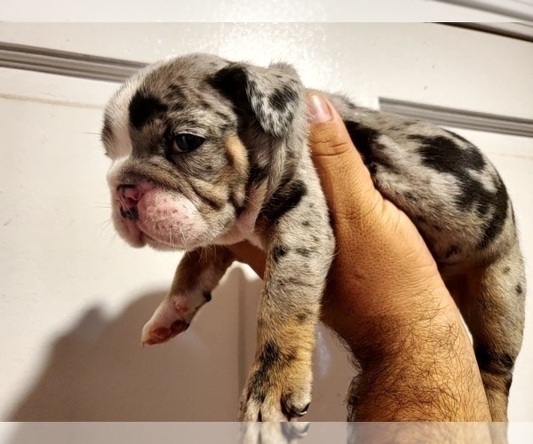 Medium Photo #2 English Bulldog Puppy For Sale in BAKERSFIELD, CA, USA