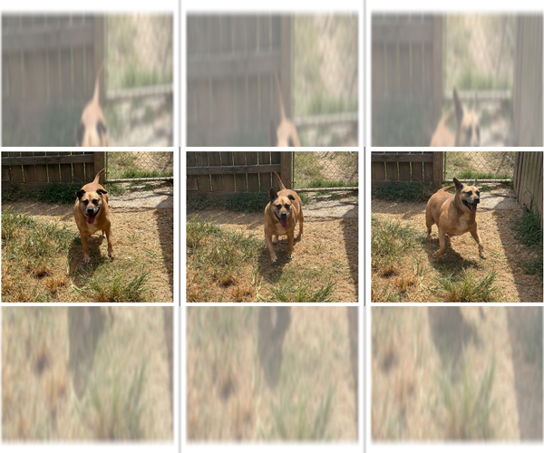 Medium Photo #3 Labrador Retriever-Unknown Mix Puppy For Sale in Jackson, MS, USA